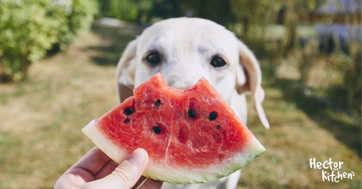 Peut-on donner du melon à un chien ? | Hector Kitchen